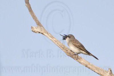 _MG_8183 Gray Kingbird.jpg