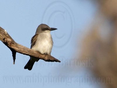 _MG_8246 Gray Kingbird.jpg