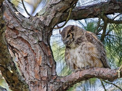 _MG_8500 Great Horned Owl.jpg