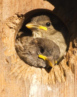 Sparrow babies