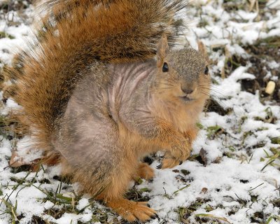 Bald Squirrel