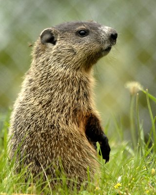 Baby Groundhog