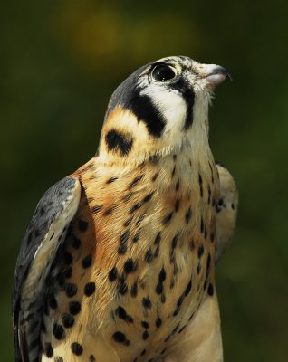 Kestrel.jpg