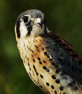 Kestrel close up.jpg