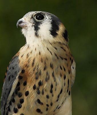 Kestrel close up 2.jpg