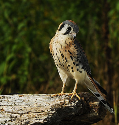 Kestrel