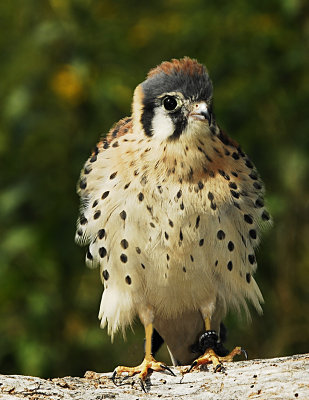Fluffed up Kestrel.jpg