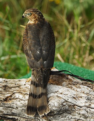 Sharp Shin Profile.jpg