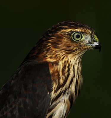Sharp Shin Hawk.jpg