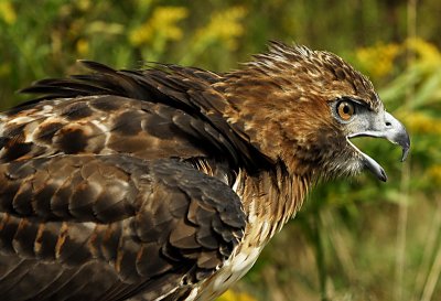 Screeming Redtail.jpg