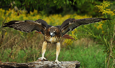 wing span.jpg