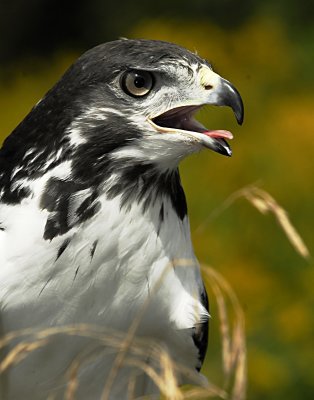 African Hawk.jpg