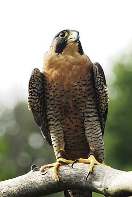 Falcon.jpg