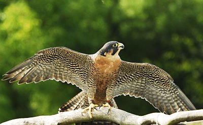 Falcon wing span.jpg