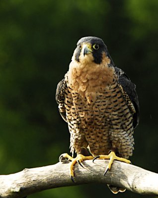 P Falcon.jpg