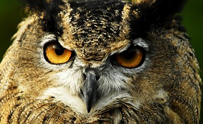 Owl Eyes.jpg