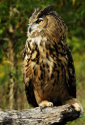 Full Front Owl.jpg
