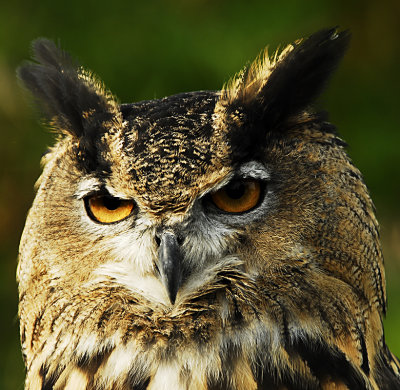 Owls ears.jpg