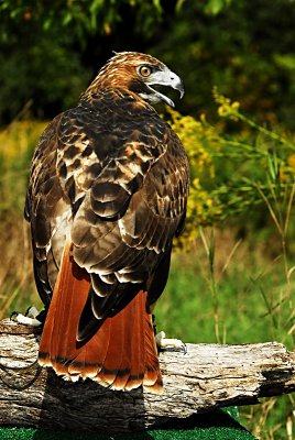 Red Tail.jpg