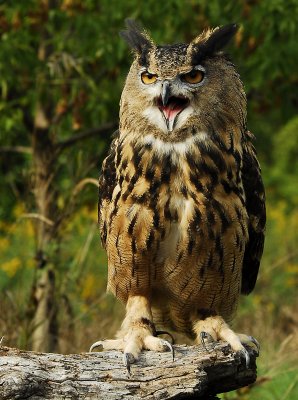 Screeming Owl.jpg