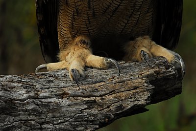 Big Foot.jpg