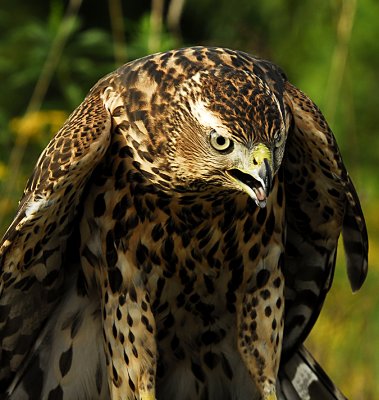 Goss Hawk 3.jpg