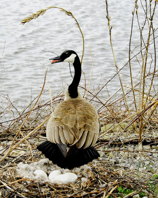 Momma Goose