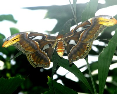 Atlas Moth