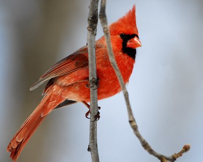 Cardinal-male