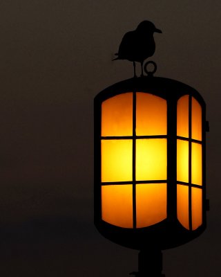 A light in the dark