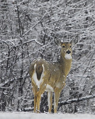 Snow Deer