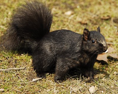 Black Squirrel