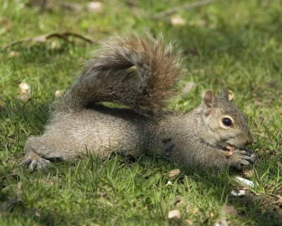 Lazy Squirrel