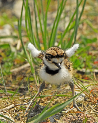 Killdeer chick Trying out the new wings