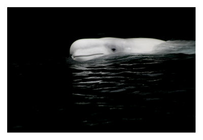 Checked Out By a Beluga - Stanley Park