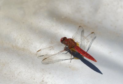Libelula