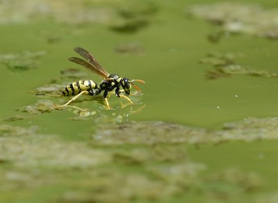 Polistes Gallicus