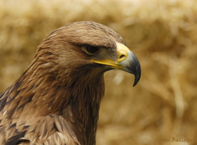 Aguila