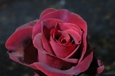 Rosa