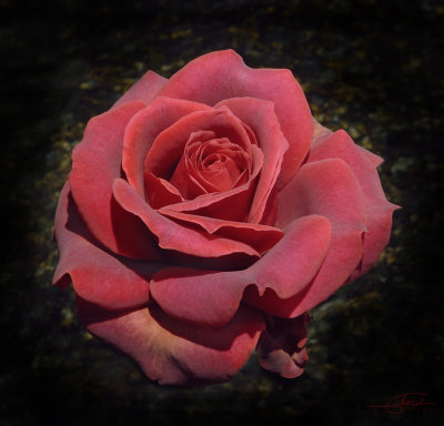 Rosa