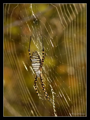 Argiope Trifasciata