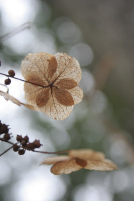 flor marrn / brown flower