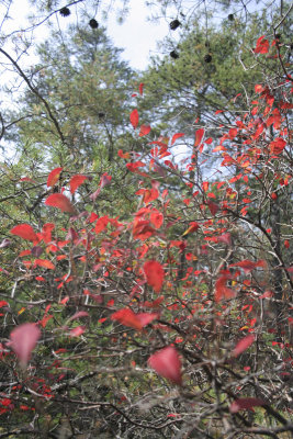 floating leaves