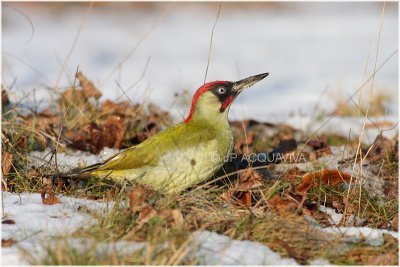 pic vert - green woodpecker