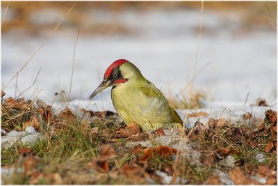 pic vert - green woodpecker