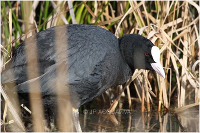 foulque macroule - common coot