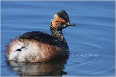 grebe a cou noir - black necked grebe