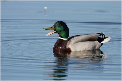 Canard colvert mâle - mallard duck