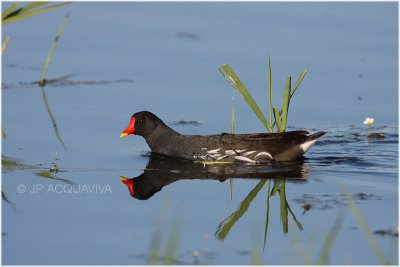 poule d'eau - common moorhen 6.JPG