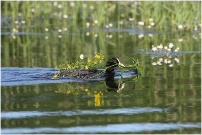 foulque macroule - common coot